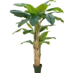 Bananenpflanze 170 Cm