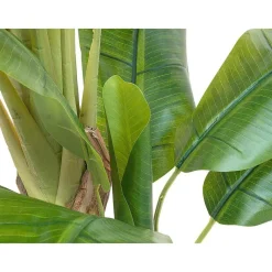 Bananenpflanze 170 Cm