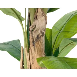 Bananenpflanze 170 Cm