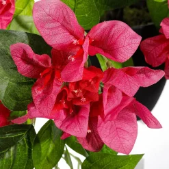 Bougainvillea Kunstblume Im Topf 60 Cm