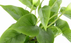 Calla Kunstpflanze Weiß 40 Cm Im Topf