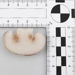 Champignon-Scheiben Lebensmittel-Attrappe, 12 Stück