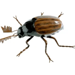 Deko Maikäfer, 20 Cm