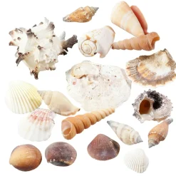 Deko Muscheln Und Schnecken, 1400 G