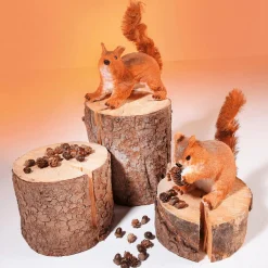 Eichhörnchen, Sitzend