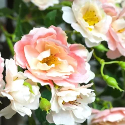 Großer Künstlicher Wildrosen-Baum Weiß - Rosè, 210 Cm