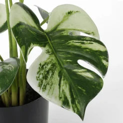 Künstliche Deko Monstera Topfpflanze Deliciosa Albo Variegata 37 Cm