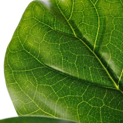 Künstlicher Feigenbaum Im Topf 174 Cm