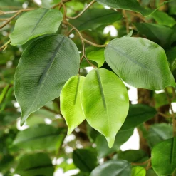 Künstlicher Ficusbaum Mit Standplatte 245 Cm