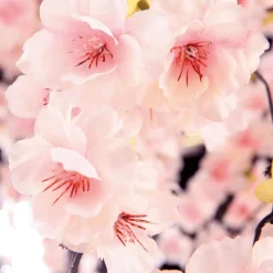 Künstlicher Kirschblüten Baum Weiß - Rosè, 150 Cm