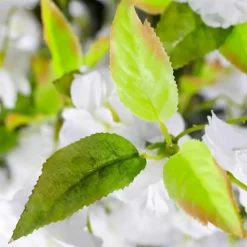 Künstlicher Kirschblüten Baum Weiß, 220 Cm