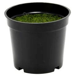 Kunststofftopf Mit Steckmasse 8 X 9,5 Cm