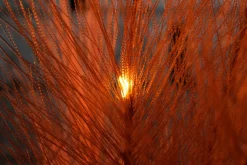 LED Pampasgras-Büschel-Satz Mit Batterie, 118 Cm Lang