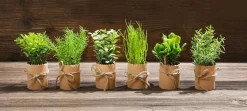 Mini Kräuter Im Topf Set à 6 Stück