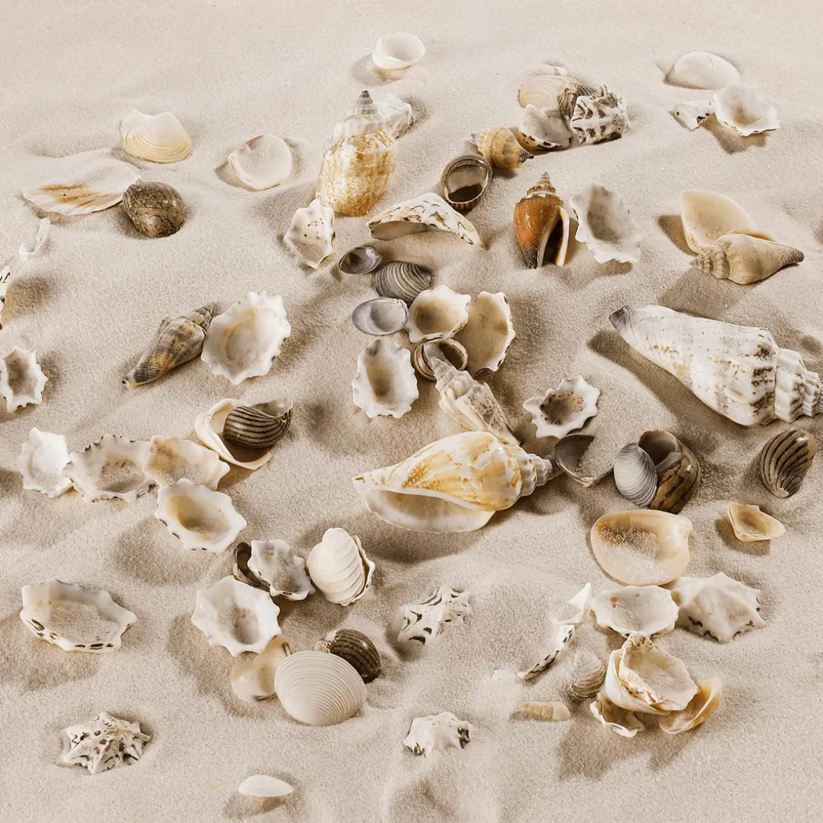 Muschel Und Schnecken-Mix Maritime-Streu-Dekoration 2000 G