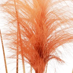 Orange Gefärbtes Deko-Pampasgras Im Schwarzen Topf 117 Cm