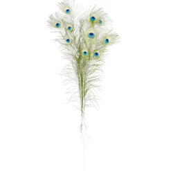 Pfauenfedern, Pack à 10 Stück