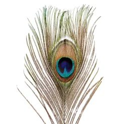Pfauenfedern, Pack à 10 Stück