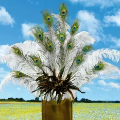 Pfauenfedern, Pack à 10 Stück