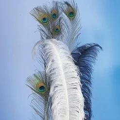 Pfauenfedern, Pack à 10 Stück