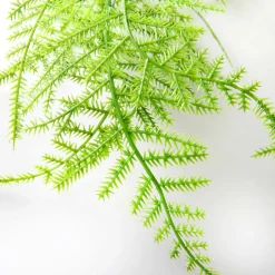 Pflanzenhänger Schleier Zierspargel 80 Cm