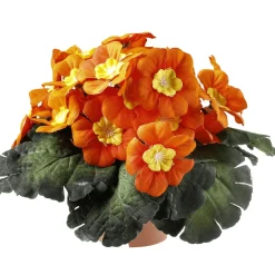 Primel Im Topf 19 Cm Ø Orange