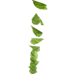 Ranke Birkenblätter 160 Cm