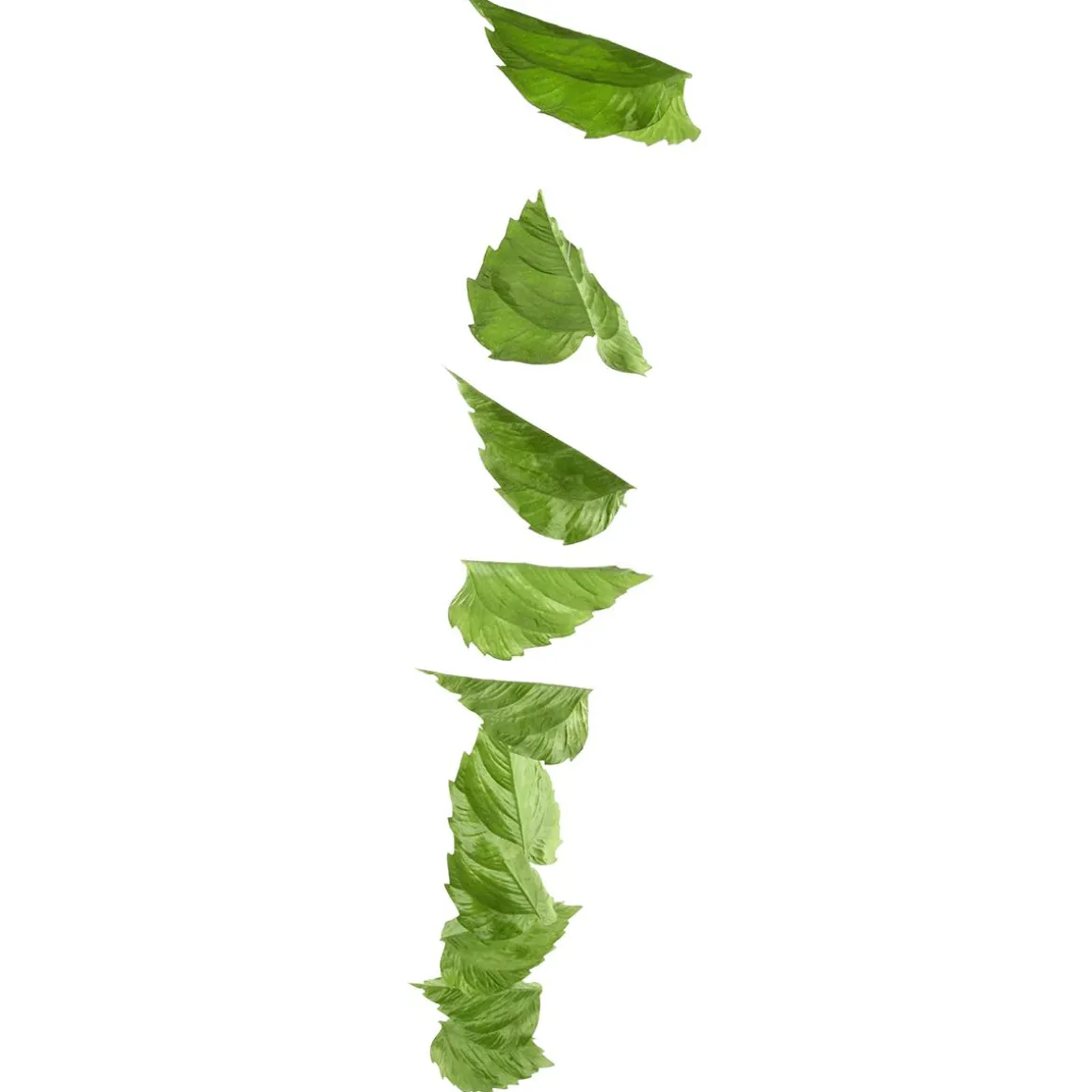 Ranke Birkenblätter 160 Cm