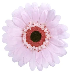 Riesen-Gerbera-Blüte, 45 Cm Ø, Rosa