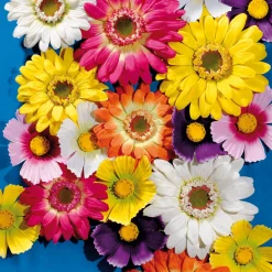 Riesen-Gerbera-Blüte Orange, 45 Cm Ø