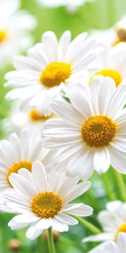 Schwer Entflammbarer Stoffbanner "weiße Margeriten" Aus Fahnenstoff 100 X 200 Cm