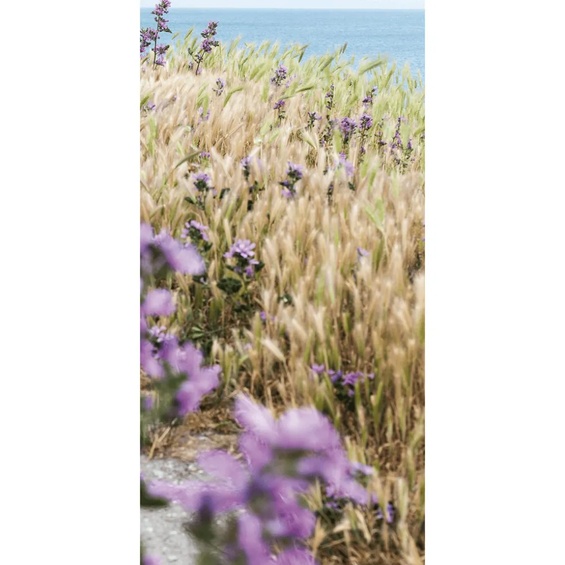 Schwer Entflammbarer Stoffbanner "Haferfeld" Aus Fahnenstoff 100 X 200 Cm