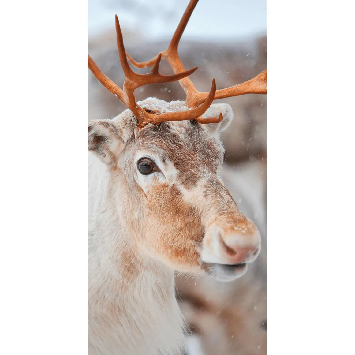 Schwer Entflammbarer Stoffbanner "Rentier" Aus Fahnenstoff 100 X 200 Cm