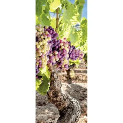 Schwer Entflammbarer Stoffbanner "Weinrebe" 75 X 180 Cm