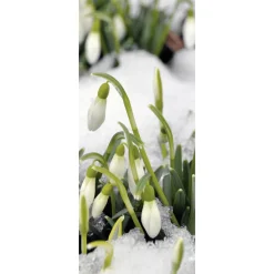 Schwer Entflammbarer Stoffbanner "Schneeglöckchen" 75 X 180 Cm