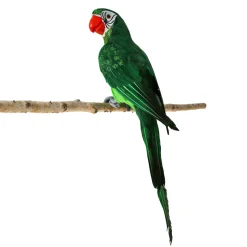 Sitzender Grüner Deko Papagei 66 X 16 X 17 Cm