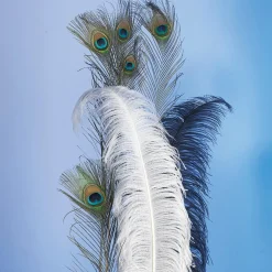 Straußenfeder Schwarz, 60 Cm