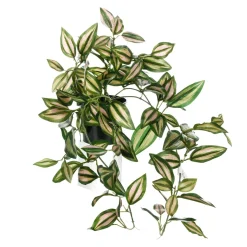 Tradecantiahänger Im Topf 30 Cm