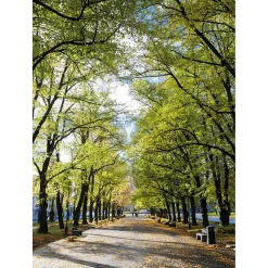 XL-Stoffbanner „Allee Im Park“ Aus Schwer Entflammbarem Fahnenstoff 150 X 200 Cm
