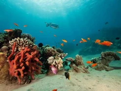 XXL-Planenbanner Korallenriff Mit Exotischen Fischen 2,5 X 3,3 M