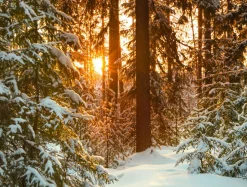 XXL-Planenbanner "Sonnenaufgang Im Winterwald" Aus Schwer Entflammbarer LKW-Plane 250 X 330 Cm