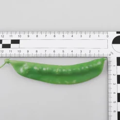 Zuckerschoten Lebensmittel-Attrappe, 24 Stück